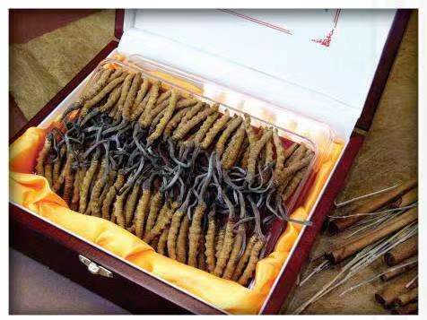 滨湖冬虫夏草回收